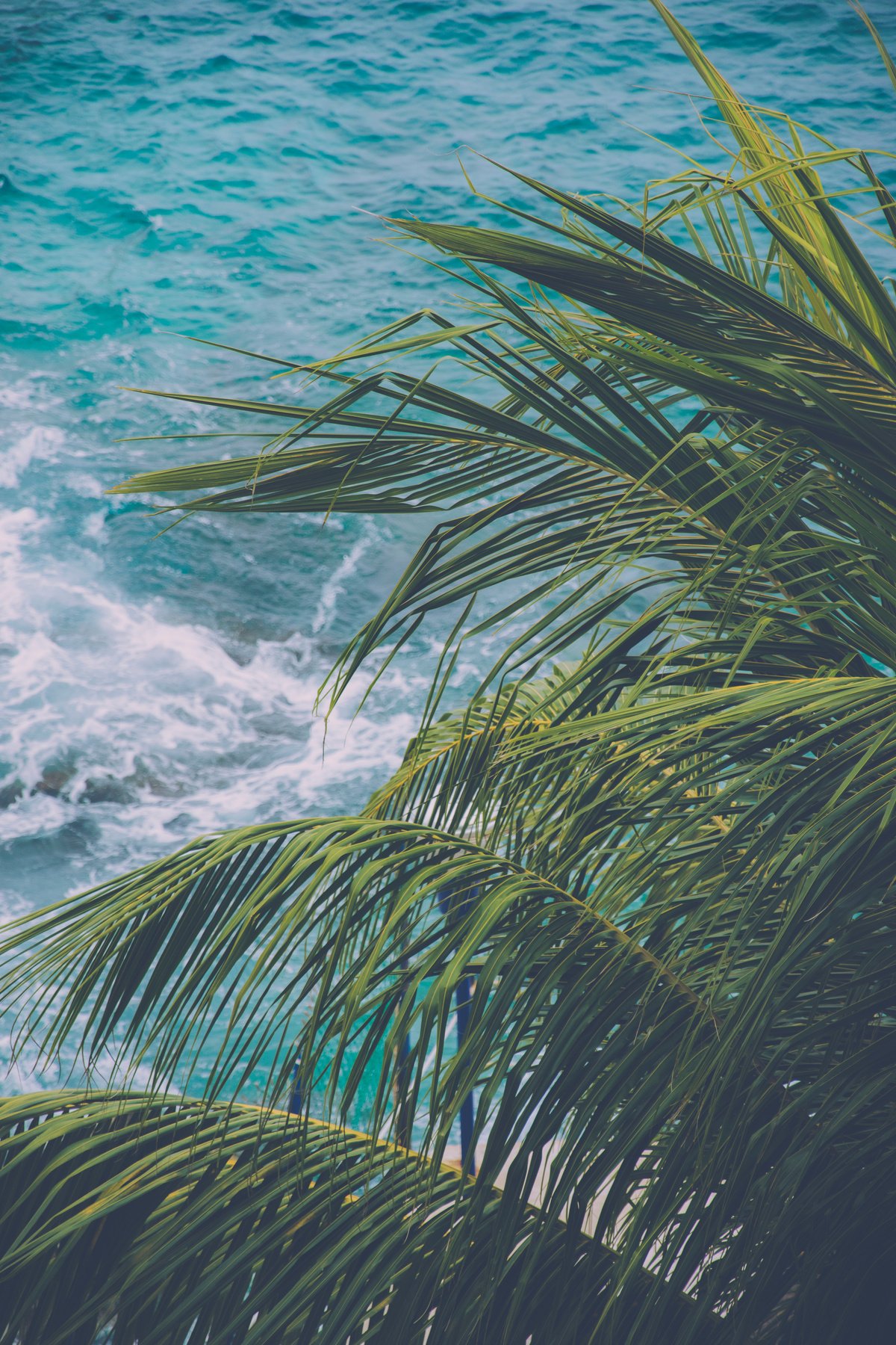 Tropical Leaves in the Beach